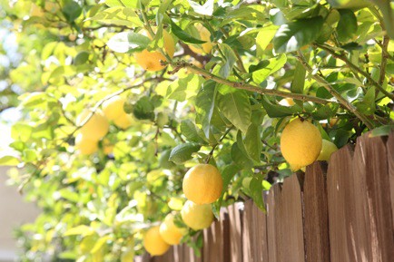 Photo:  lemon